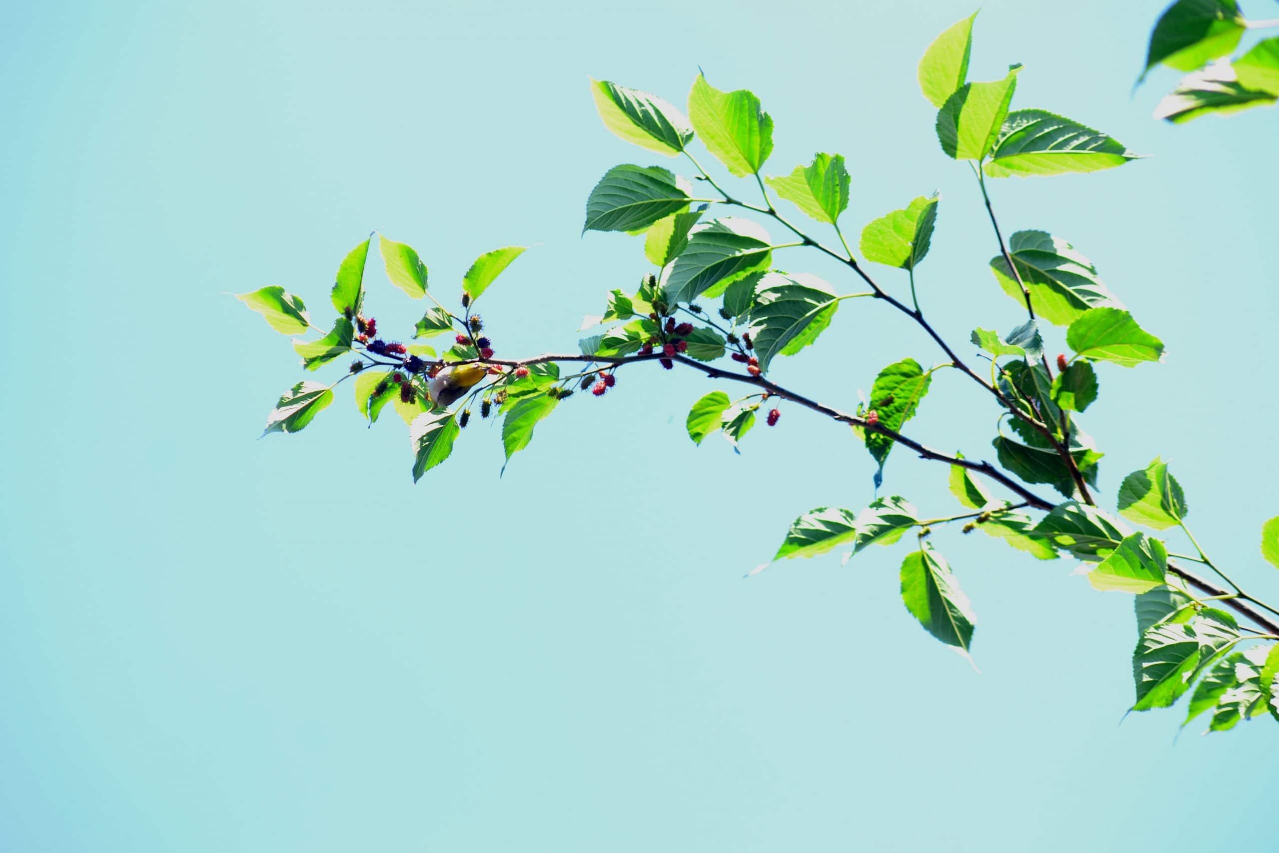rama de árbol con frutos