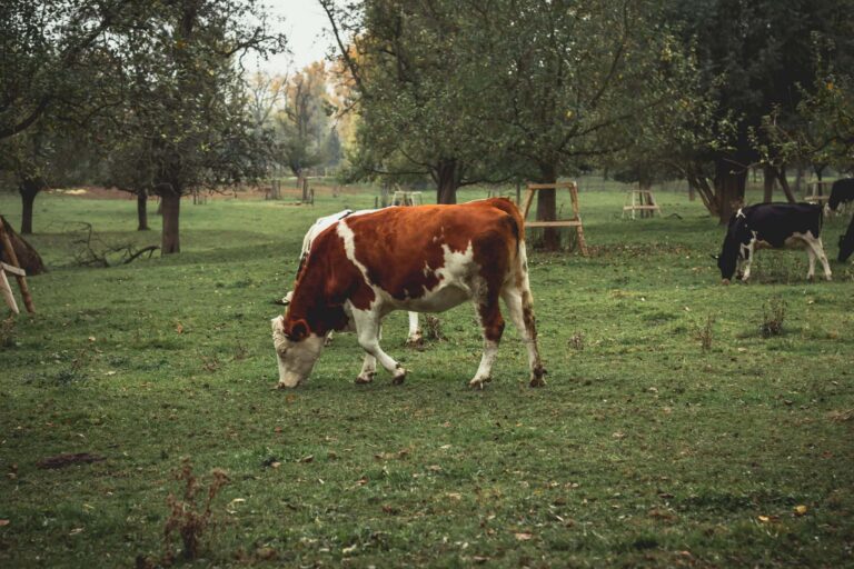 fotografía de una vaca pastando