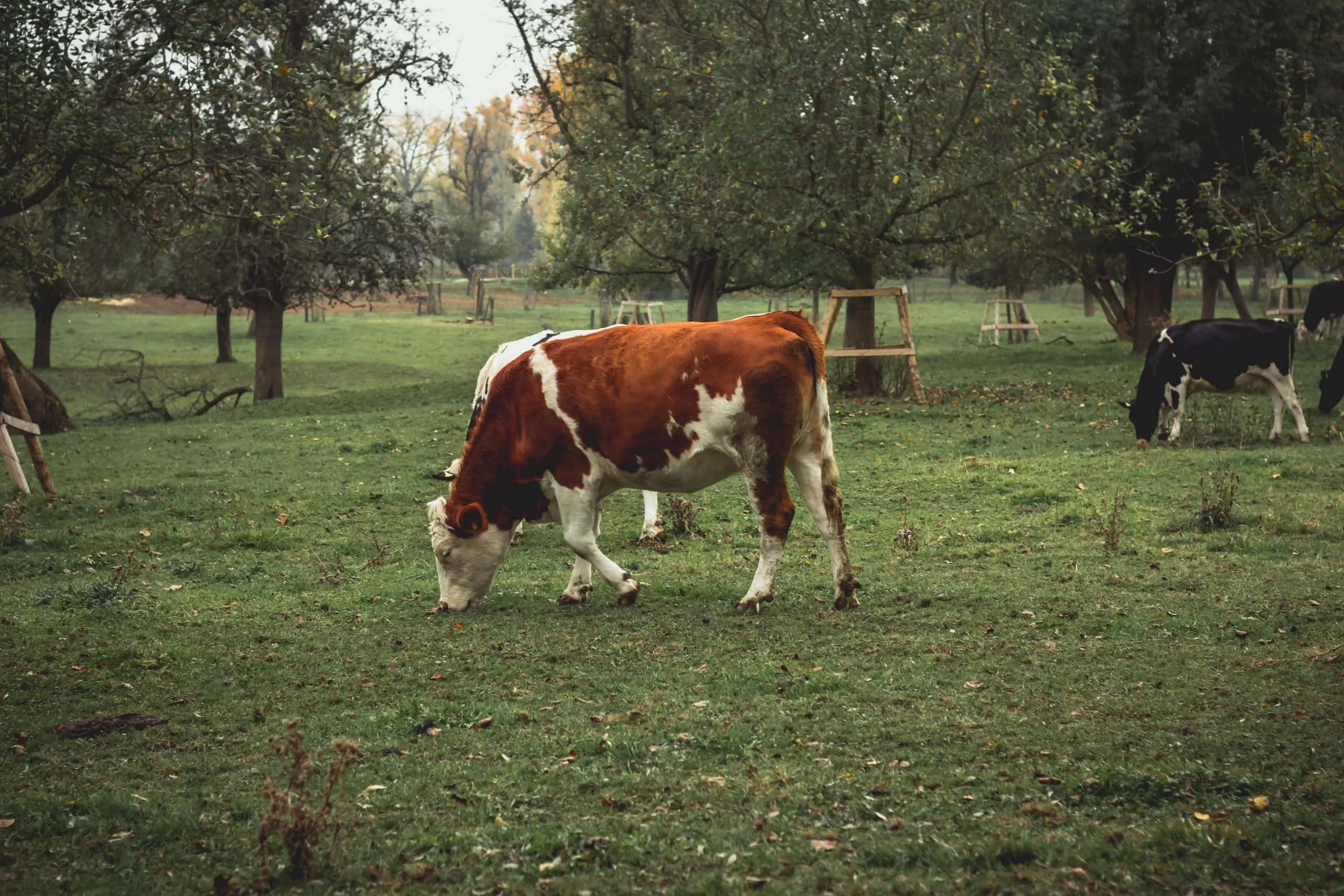 fotografía de una vaca pastando