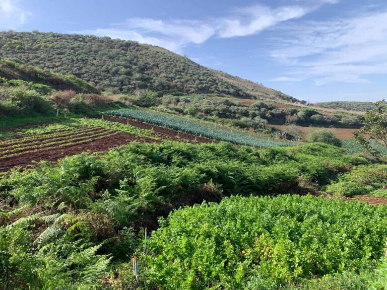 Fotografía de cultivos con paisaje de montaña al fondo. Se trata de la cooperativa Biocanarias, una de las cooperativas con las que se está materializando planes de trabajo para la sostenibilidad