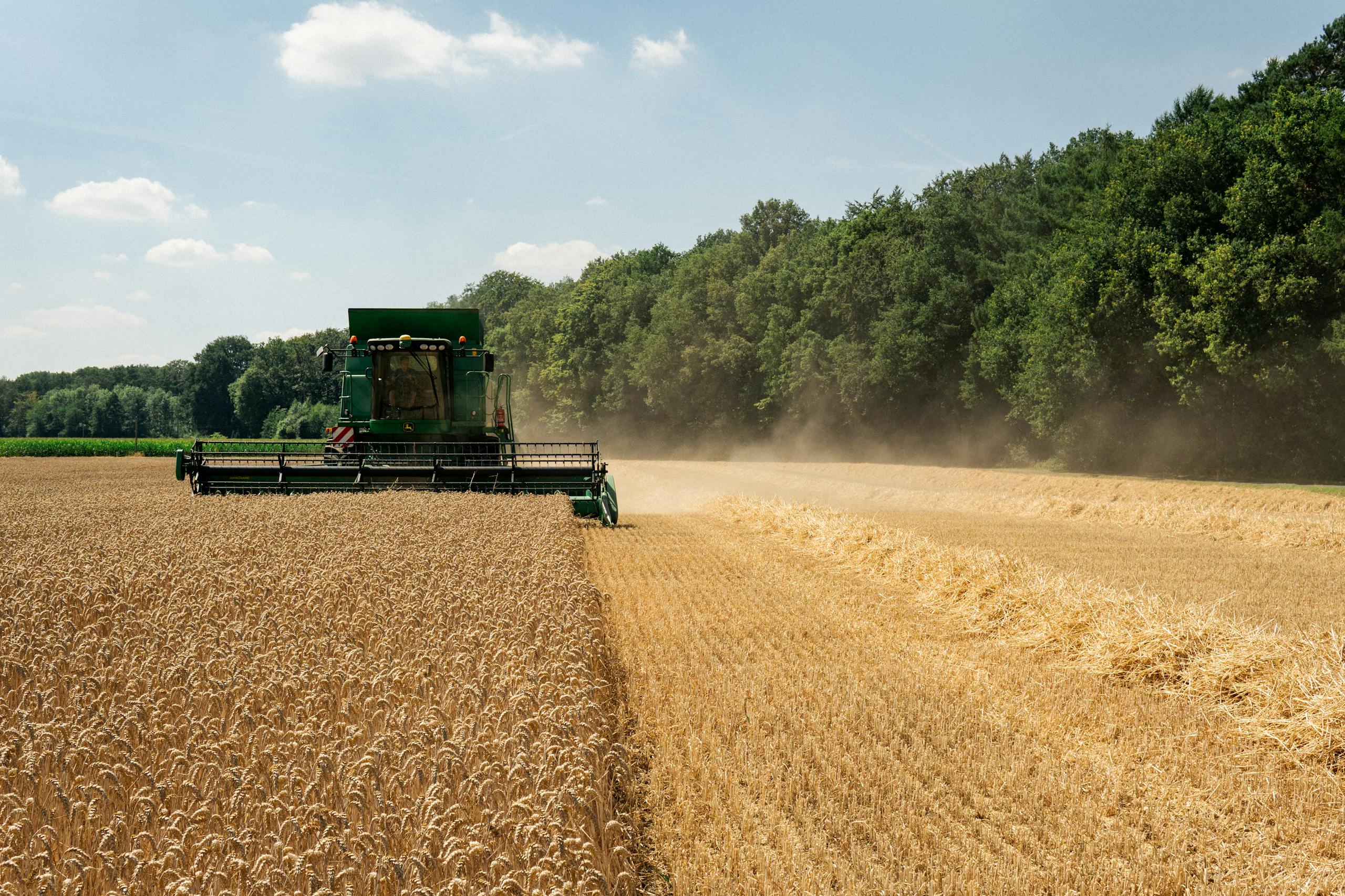Combine harvester working in a golden wheat field on a sunny day, farming concept.