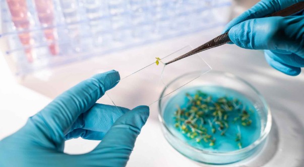 Nueva regulación semillas Europa 2026: todo lo que necesitas saber sobre el nuevo Reglamento de Material de Reproducción Vegetal