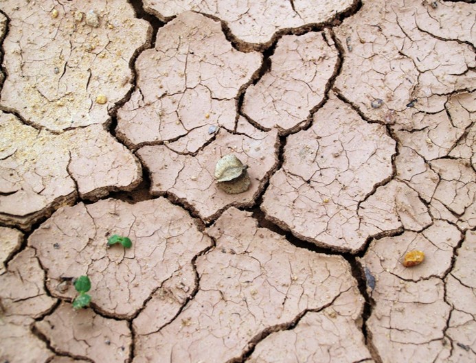 Los retos del sistema agroalimentario frente a la crisis climática y la oportunidad de los mercados de carbono