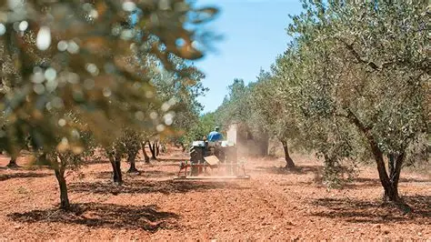 ONLINE | Jornada Técnica del Olivar: Rentabilidad, Tecnología y Sostenibilidad