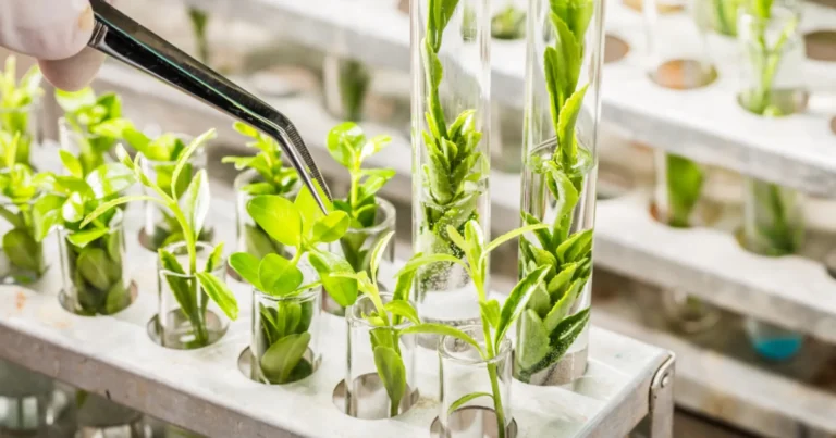 Seminario web: Las oportunidades del Reglamento de las NTG para la producción vegetal