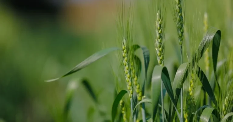 Seminario web: Situación global de cereales y fertilizantes
