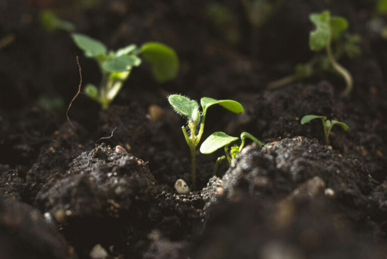 Los suelos y su fertilidad desde una perspectiva regenerativa