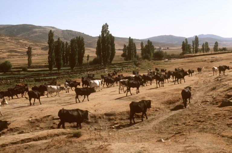 La importancia de la gestión sostenible de la biodiversidad en los sistemas agroganaderos