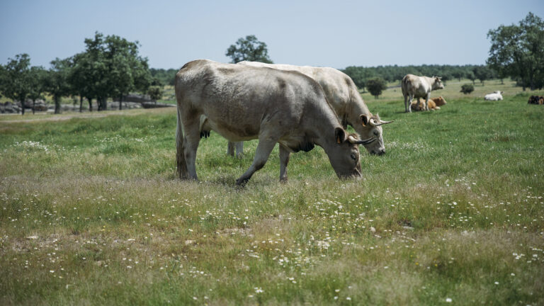 La importancia de la gestión sostenible de la biodiversidad en los sistemas agroganaderos